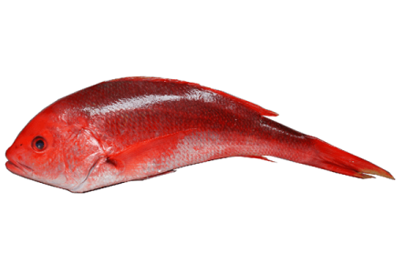 Pargo Rojo entero x 500g unid