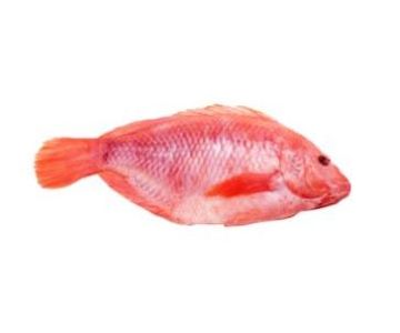 Mojarra roja sin escama de 350 grs