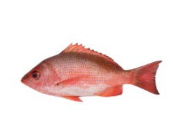 Pargo Rojo entero x 500g unidad