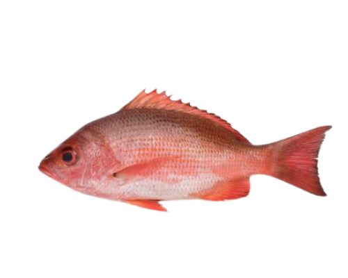 Pargo Rojo entero x 500g unidad