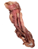 Tent&aacute;culos de calamar x 500 grs