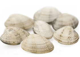 Almeja blanca x 454 grs