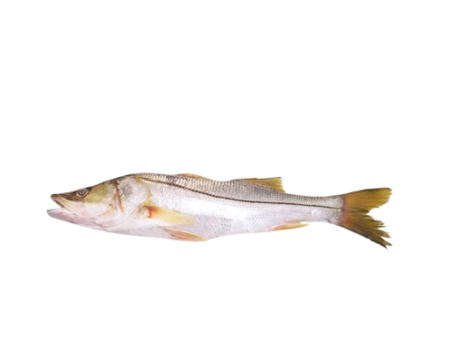 Robalo entero x 500/600 grs