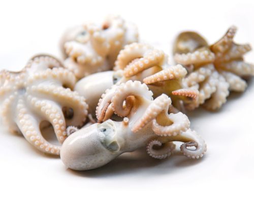 Pulpo Baby crudo x 500 grs