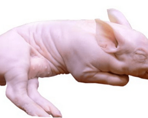 Cochinillo (2.5 a 3 kilos aprox)