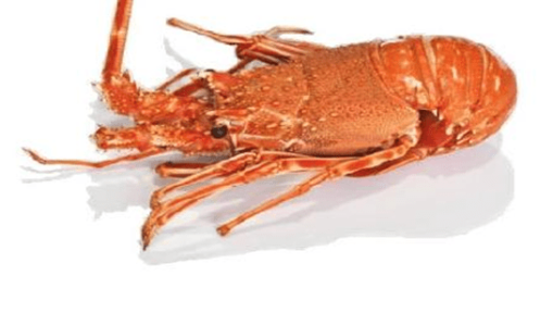 Langosta precocida x 500 grs