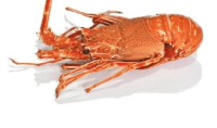 Langosta precocida x 500 grs