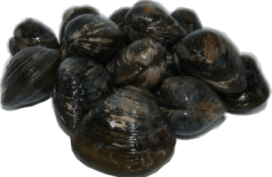 Almeja negra x 500 grs