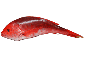 Pargo Rojo entero x 500g unidad