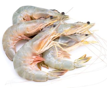 Gambas medianas 20-30 x 500 gramos