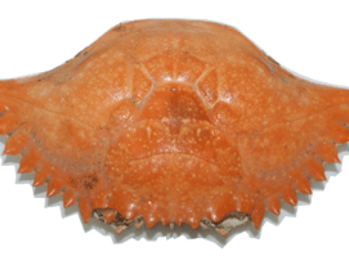 Carapacho de Jaiba