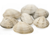 Almeja blanca x 454 grs