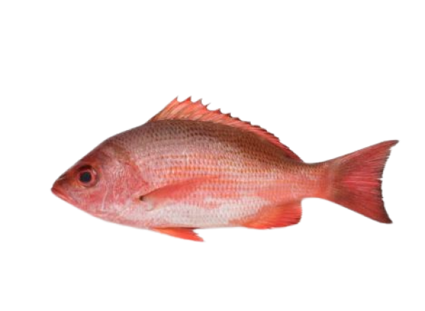 Pargo Entero 400/450 G